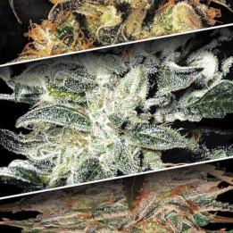 Semillas de Marihuana Feminizadas Indica Champions Pack - Paradise Seeds