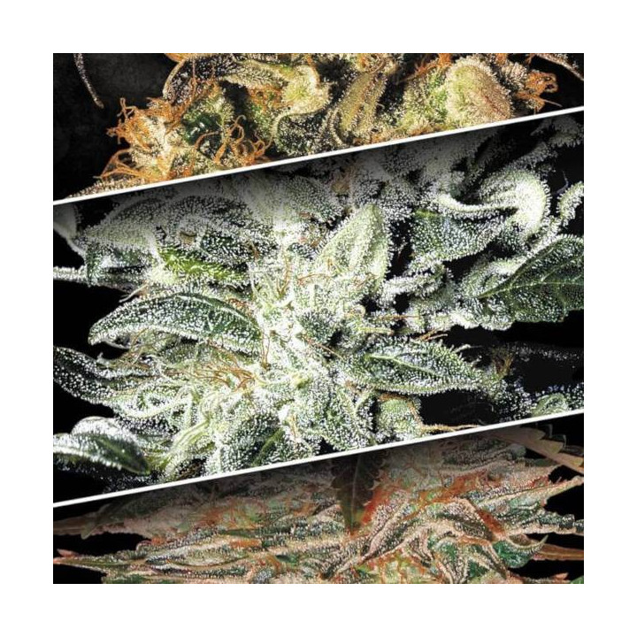 Semillas de Marihuana Feminizadas Indica Champions Pack - Paradise Seeds