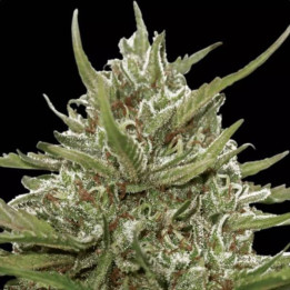 Semillas de Marihuana autoflorecientes - Auto Whiteberry - Paradise Seeds