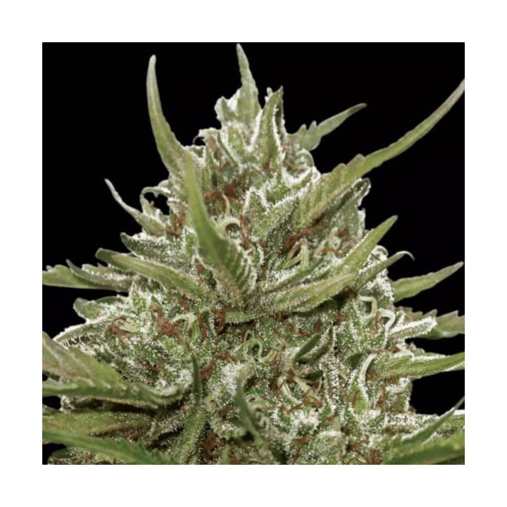 Semillas de Marihuana autoflorecientes - Auto Whiteberry - Paradise Seeds