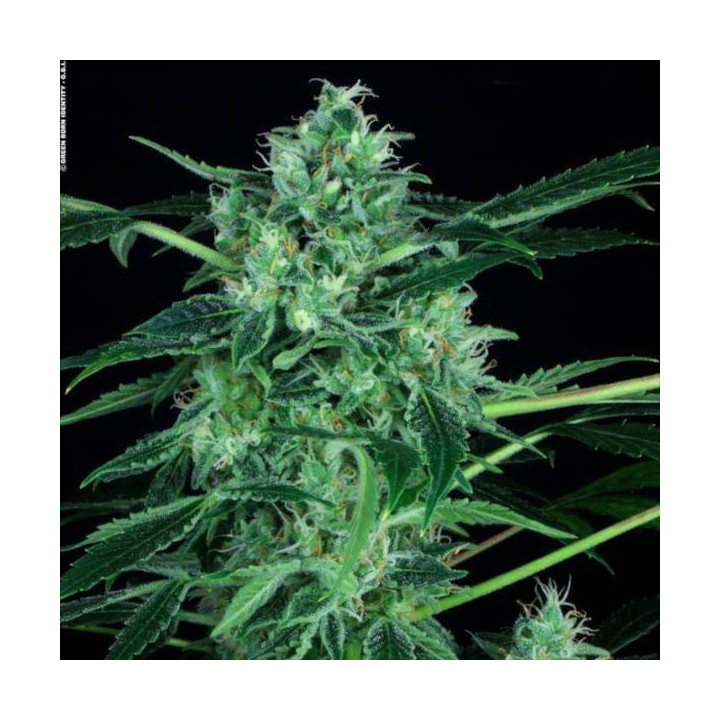Semillas de Marihuana autoflorecientes - Auto Whiteberry - Paradise Seeds 2