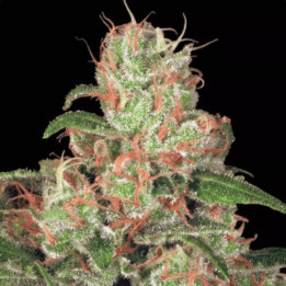 Semillas de Marihuana autoflorecientes - Auto Acid - Paradise Seeds