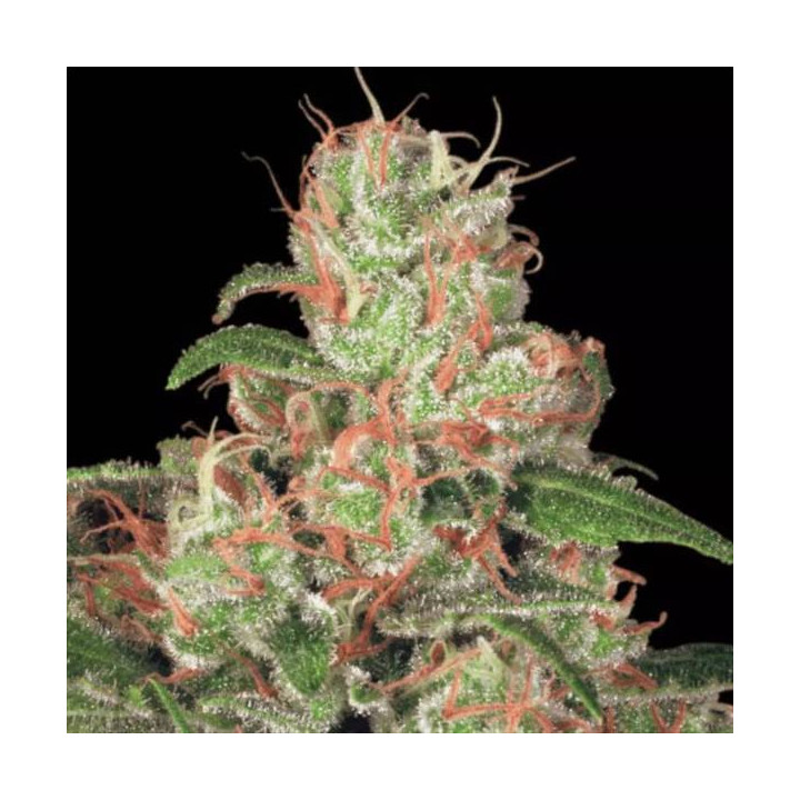 Semillas de Marihuana autoflorecientes - Auto Acid - Paradise Seeds