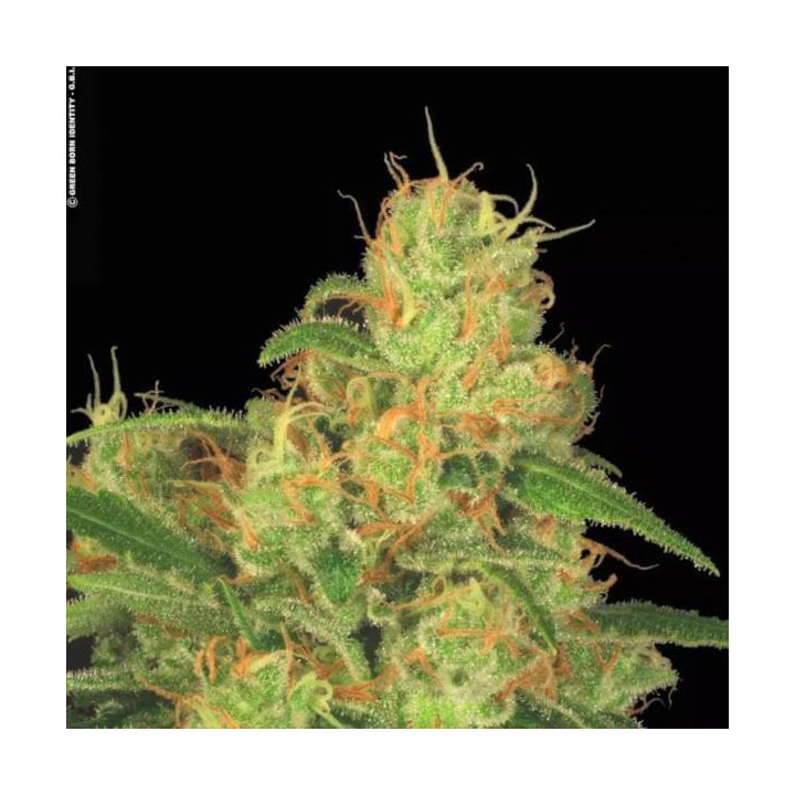 Semillas de Marihuana autoflorecientes - Auto Acid - Paradise Seeds 2