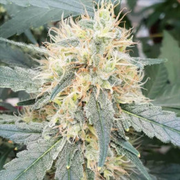 Semillas de Marihuana autoflorecientes - Stromboli Auto - Paradise Seeds