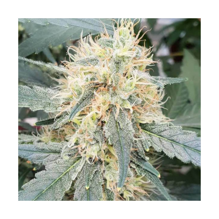 Semillas de Marihuana autoflorecientes - Stromboli Auto - Paradise Seeds
