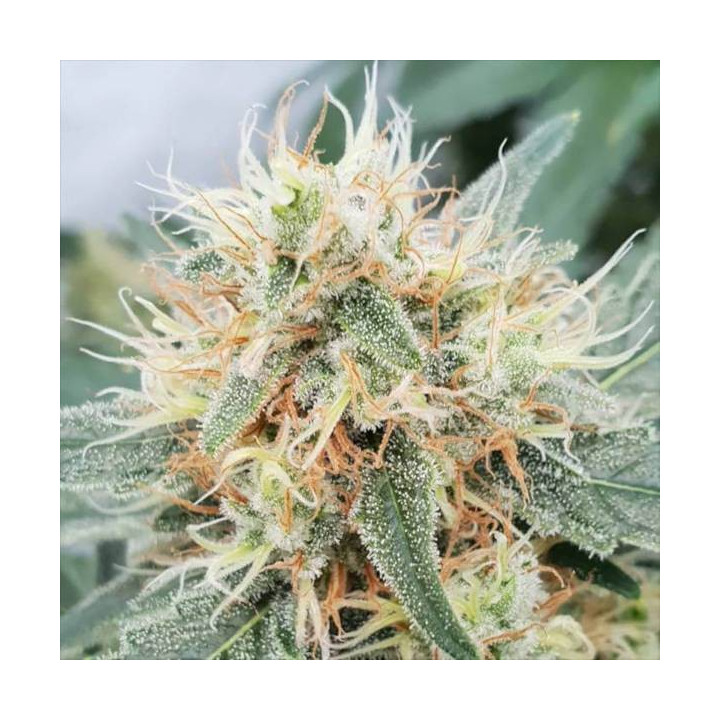 Semillas de Marihuana autoflorecientes - Stromboli Auto - Paradise Seeds 2