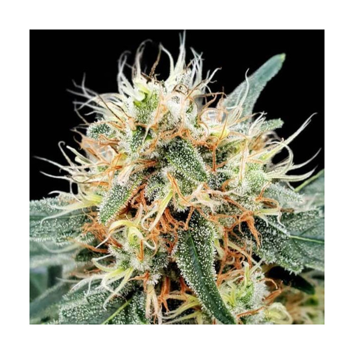 Semillas de Marihuana autoflorecientes - Stromboli Auto - Paradise Seeds 3