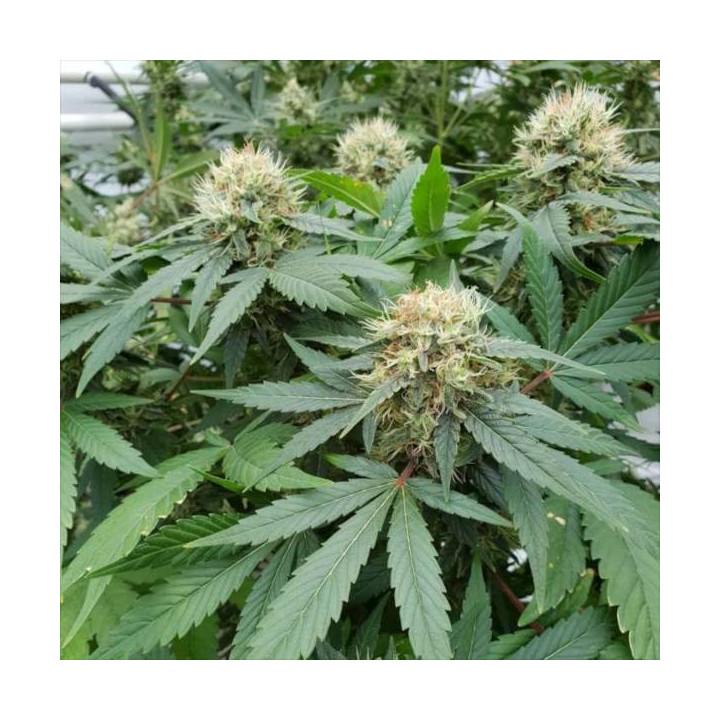 Semillas de Marihuana autoflorecientes - Stromboli Auto - Paradise Seeds 4