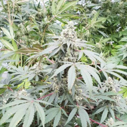 Semillas de Marihuana autoflorecientes - Lemonade Auto - Paradise Seeds