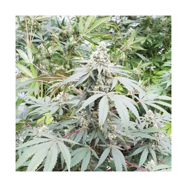 Semillas de Marihuana autoflorecientes - Lemonade Auto - Paradise Seeds