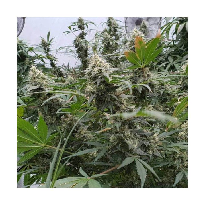 Semillas de Marihuana autoflorecientes - Lemonade Auto - Paradise Seeds 2