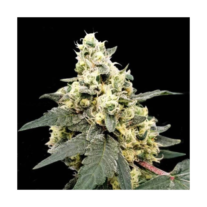 Semillas de Marihuana autoflorecientes - Lemonade Auto - Paradise Seeds 3