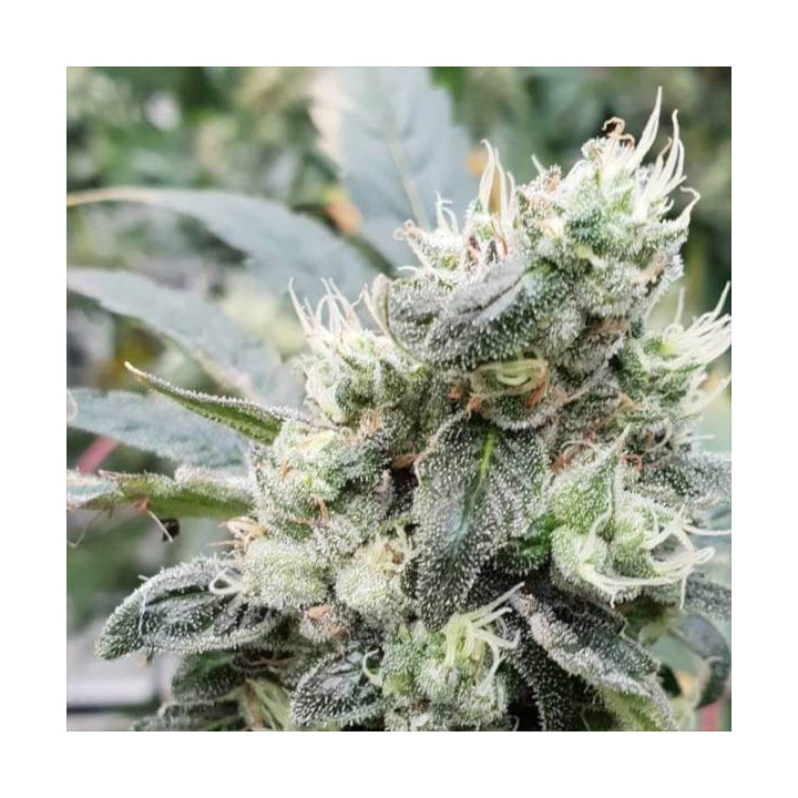 Semillas de Marihuana autoflorecientes - Lemonade Auto - Paradise Seeds 4