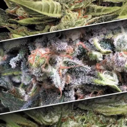Semillas de Marihuana autoflorecientes - Auto Collection Pack 1 - Paradise Seeds
