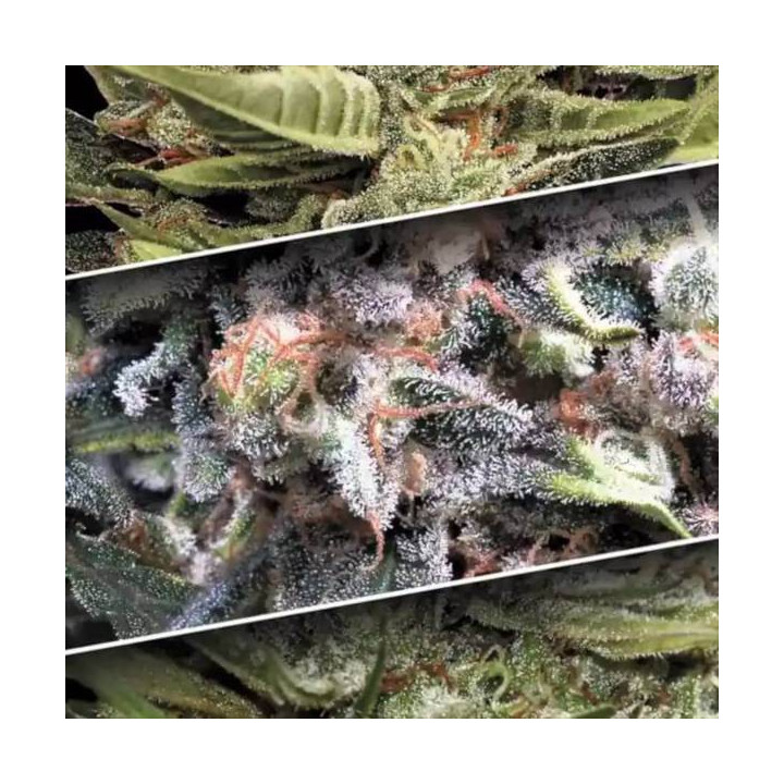Semillas de Marihuana autoflorecientes - Auto Collection Pack 1 - Paradise Seeds