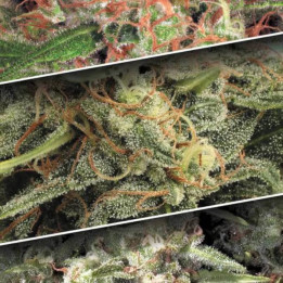 Semillas de Marihuana Autoflorecientes - Auto Collection Pack 2 - Paradise Seeds