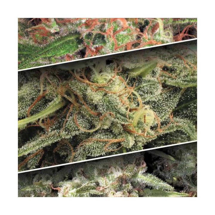 Semillas de Marihuana Autoflorecientes - Auto Collection Pack 2 - Paradise Seeds