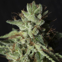 Semillas de Marihuana Feminizadas Gorilla Candy -  Eva Seeds