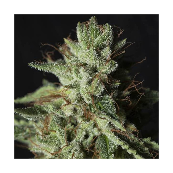 Semillas de Marihuana Feminizadas Gorilla Candy -  Eva Seeds