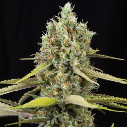 Semillas de Marihuana Feminizadas Lemon King -  Eva Seeds