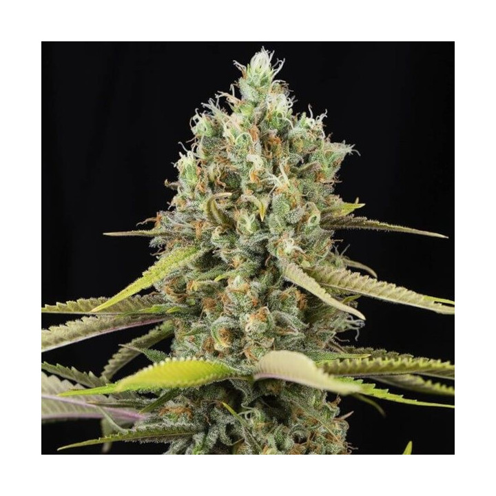 Semillas de Marihuana Feminizadas Lemon King -  Eva Seeds