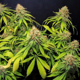 Semillas de Marihuana Feminizadas Jamaican Dream CBD - Eva Seeds