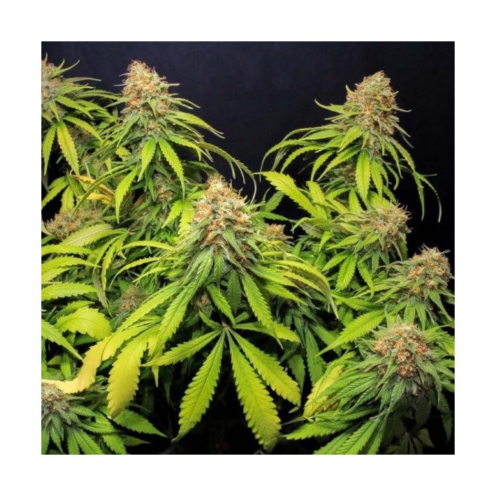 Semillas de Marihuana Feminizadas Jamaican Dream CBD - Eva Seeds