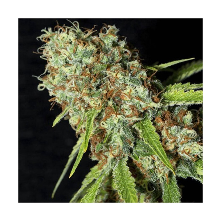 Semillas de Marihuana Feminizadas Jamaican Dream CBD - Eva Seeds 2