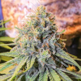 Semillas de Marihuana Feminizadas Only CBD -  Eva Seeds