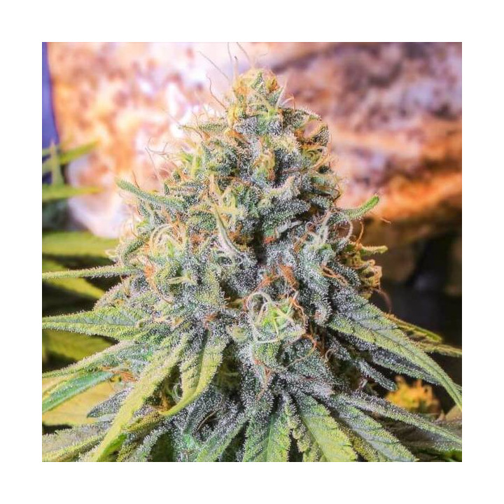Semillas de Marihuana Feminizadas Only CBD -  Eva Seeds