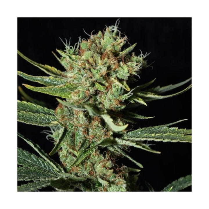 Semillas de Marihuana Feminizadas Only CBD -  Eva Seeds 2