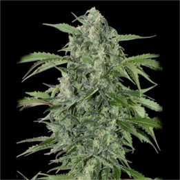 Auto Maxi Haze Grassomatic