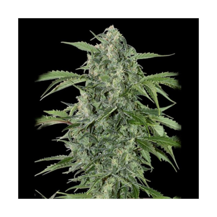 Auto Maxi Haze Grassomatic
