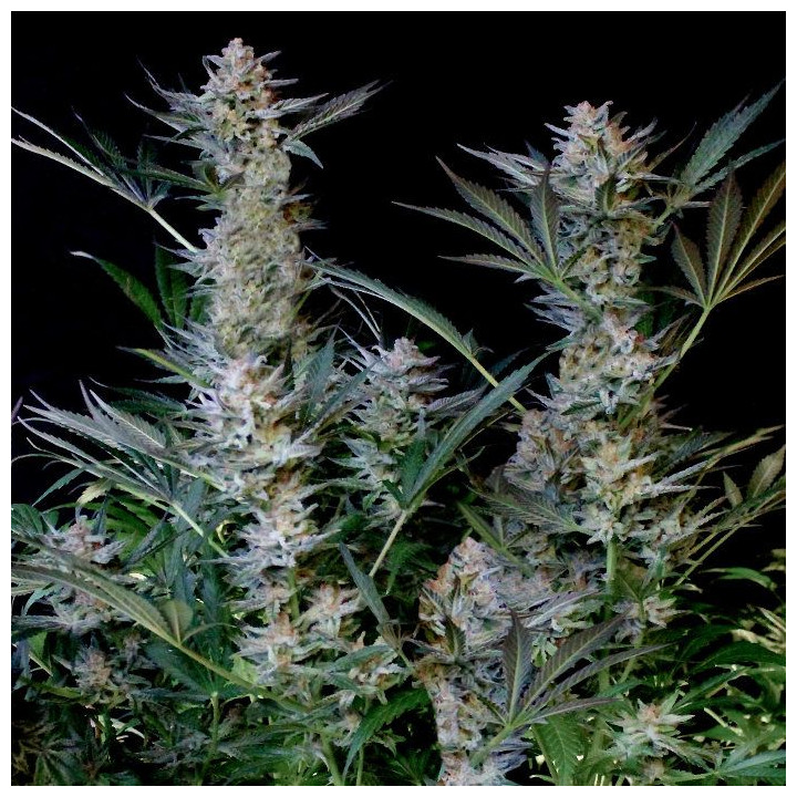 Radical Auto (Absolute Cannabis Seeds)