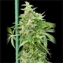 Auto Haze Gom Grassomatic