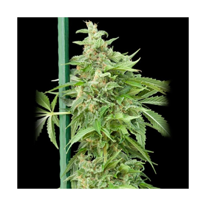 Auto Haze Gom Grassomatic