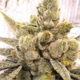 Semillas feminizadas a granel Gorilla Glue Fast Version