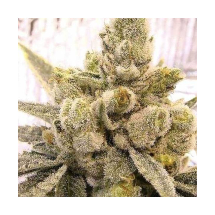 Semillas feminizadas a granel Gorilla Glue Fast Version