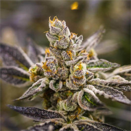Semillas feminizadas de Marihuana a granel Dos-Si-Dos