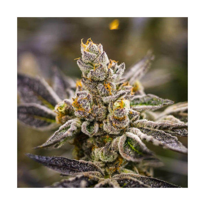 Semillas feminizadas de Marihuana a granel Dos-Si-Dos
