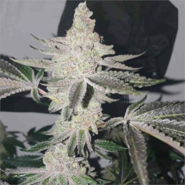 Semillas feminizadas de Marihuana a granel Apple Fritter