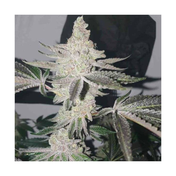 Semillas feminizadas de Marihuana a granel Apple Fritter