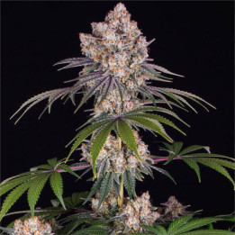 Semillas feminizadas de Marihuana a granel Ice Cream Cake