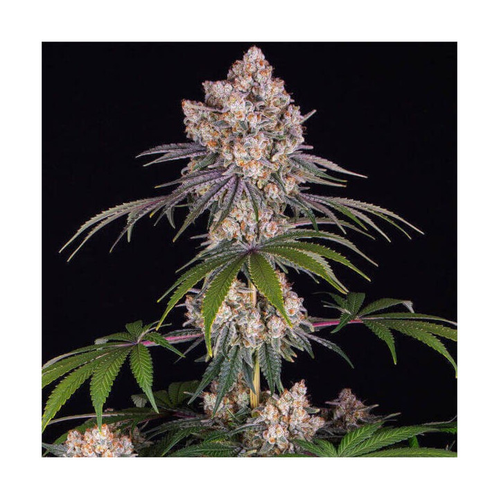 Semillas feminizadas de Marihuana a granel Ice Cream Cake