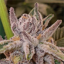 Semillas feminizadas de Marihuana a granel Tropicanna Cookies