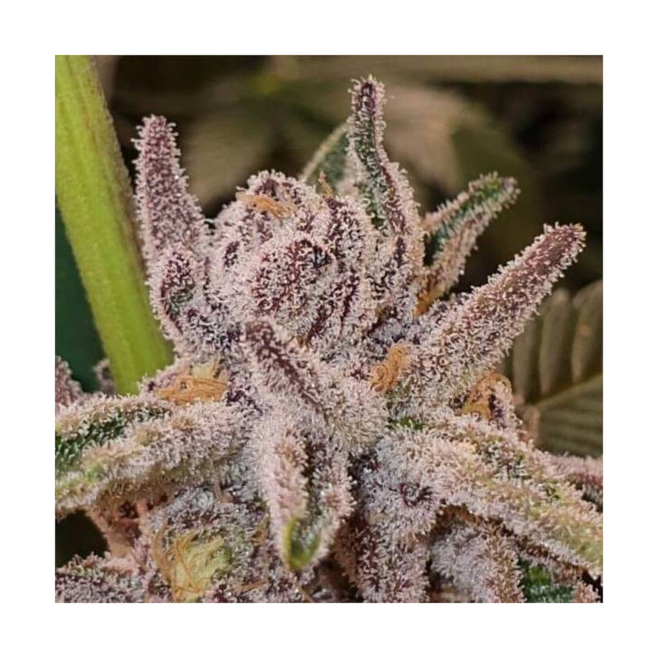 Semillas feminizadas de Marihuana a granel Tropicanna Cookies