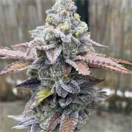 Semillas feminizadas de Marihuana a granel Runtz