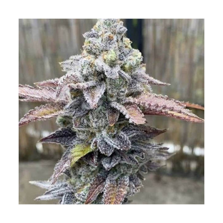Semillas feminizadas de Marihuana a granel Runtz