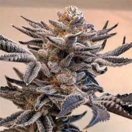 Semillas feminizadas de Marihuana a granel Animal MInts